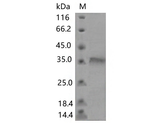> 80 % as determined by reducing SDS-PAGE.
