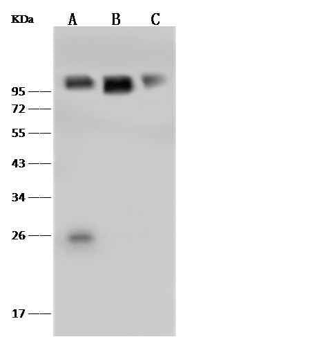Anti-Mouse VCAM1 Antibody [B414]