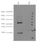 Western Blot analysis of 1) Hela, 2) 293T cells using CA9 Monoclonal Antibody at dilution of 1:5000.