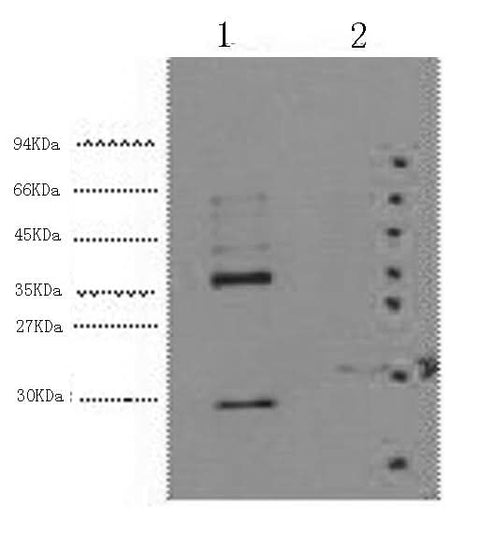 Western Blot analysis of 1) Hela, 2) 293T cells using CA9 Monoclonal Antibody at dilution of 1:5000.