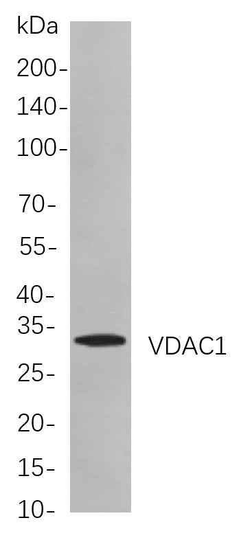 Anti-Human/Mouse/Rat VDAC1 Antibody [B719] - ABMIUM
