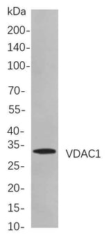 Anti-Human/Mouse/Rat VDAC1 Antibody [B719]