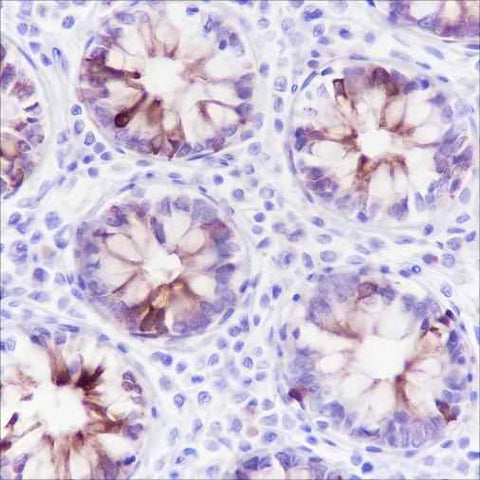 Anti-Human MUC4 Antibody [A114] - ABMIUM