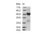 > 80 % as determined by reducing SDS-PAGE.