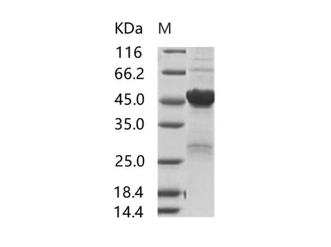 > 80 % as determined by reducing SDS-PAGE.