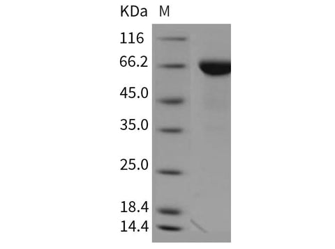 > 95 % as determined by reducing SDS-PAGE.