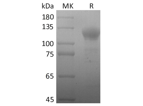 Recombinant SARS-CoV-2 S2 Protein (Fc Tag) - ABMIUM