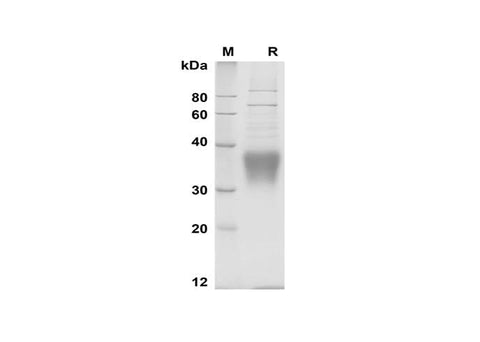 SDS-PAGE analysis of Human EPO proteins, 2 μg/lane of Recombinant Human EPO proteins was resolved with SDS-PAGE under reducing conditions, showing bands at 30-40 kDa.