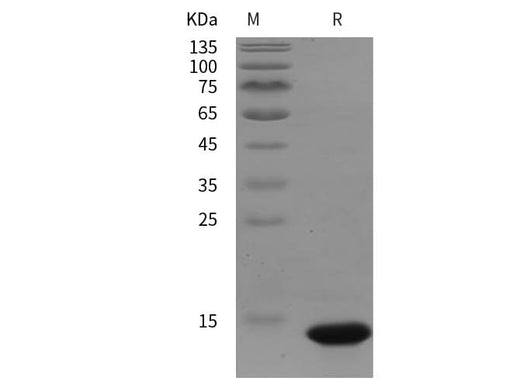 SDS-PAGE analysis of mouse IGF1/IGF‑I/IGF-1 proteins, 2 μg/lane of Recombinant mouse IGF1/IGF‑I/IGF-1 proteins was resolved with SDS-PAGE under reducing conditions, showing bands at 14 kDa.