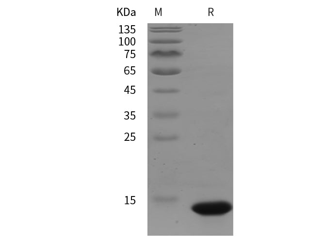SDS-PAGE analysis of mouse IGF1/IGF‑I/IGF-1 proteins, 2 μg/lane of Recombinant mouse IGF1/IGF‑I/IGF-1 proteins was resolved with SDS-PAGE under reducing conditions, showing bands at 14 kDa.