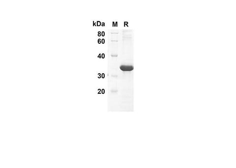 SDS-PAGE analysis of Human CCL21 proteins, 2 μg/lane of Recombinant Human CCL21 proteins was resolved with an SDS-PAGE under reducing conditions, showing bands at 32 kDa.