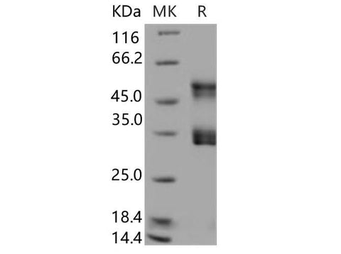 > 97 % as determined by reducing SDS-PAGE.