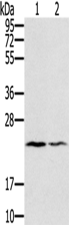 Anti-Human EDN2 Antibody - ABMIUM