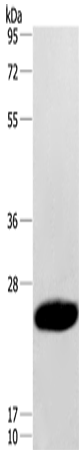 Anti-Human CAV3 Antibody - ABMIUM