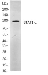 Anti-Human/Mouse/Rat STAT1 α Antibody [B852]