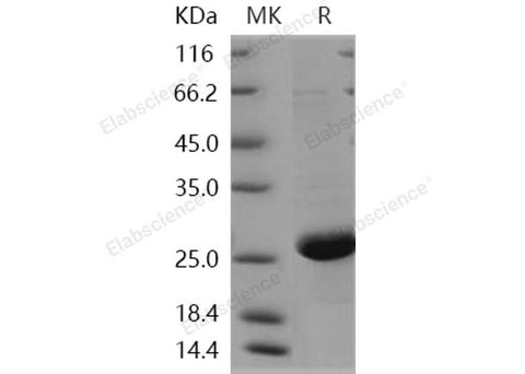 > 90 % as determined by reducing SDS-PAGE.