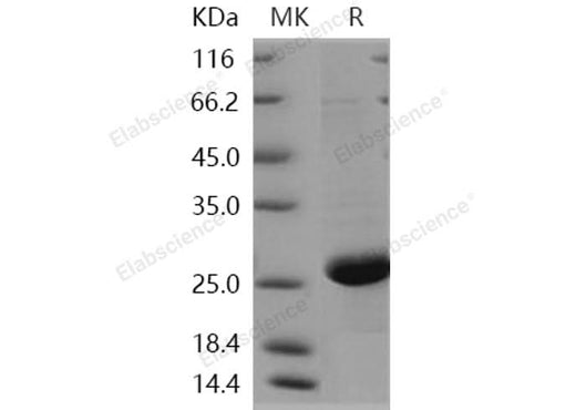 > 90 % as determined by reducing SDS-PAGE.
