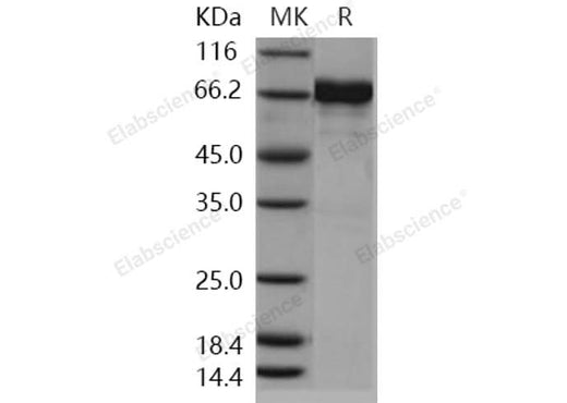 > 94 % as determined by reducing SDS-PAGE.