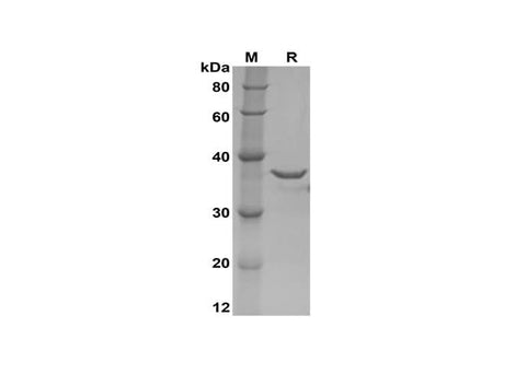 SDS-PAGE analysis of Human IFNα2 proteins, 2 μg/lane of Recombinant Human IFNα2 proteins was resolved with SDS-PAGE under reducing conditions, showing bands at 38 kDa.