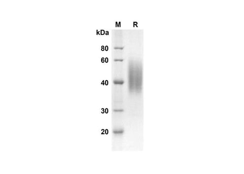 SDS-PAGE analysis of Mouse CD86 proteins, 2 μg/lane of Recombinant Mouse CD86 proteins was resolved with an SDS-PAGE under reducing conditions, showing bands at 24.2 kDa.