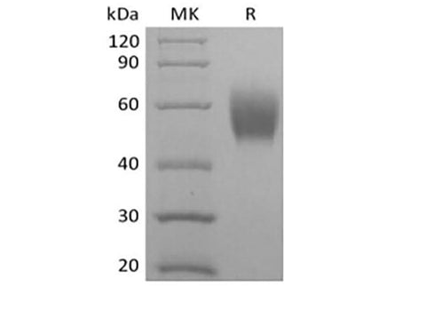 > 95 % as determined by reducing SDS-PAGE.