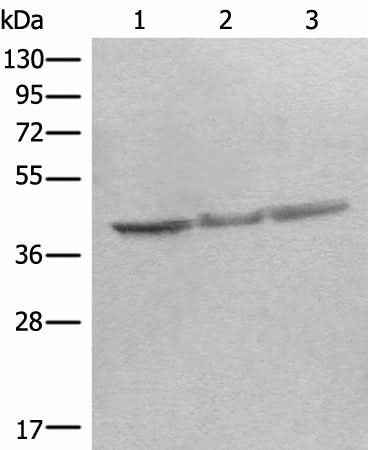 Anti-Human/Mouse/Rat STOML2 Antibody