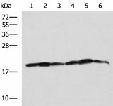 Western blot analysis of 293T K562 and HepG2 cell lysates using BLOC1S6 Polyclonal Antibody at dilution of 1:650