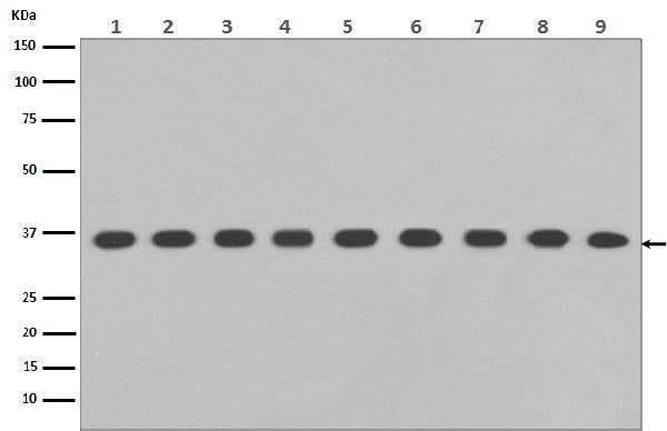 Anti-GAPDH Rabbit Monoclonal Antibody Boster Bio