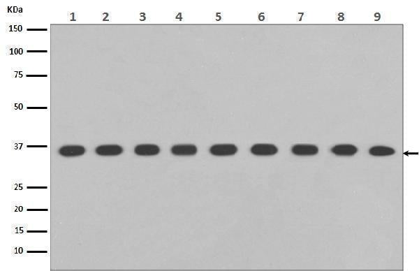 Anti-GAPDH Rabbit Monoclonal Antibody Boster Bio