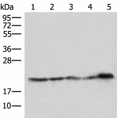 Western blot analysis of Hela HepG2 Jurkat and PC3 cell Mouse kidney tissue lysates using ATP5PD Polyclonal Antibody at dilution of 1:550