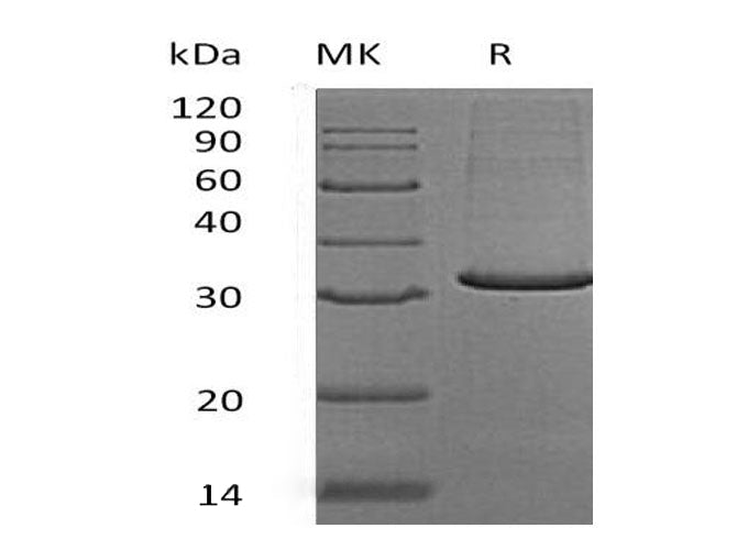 > 90 % as determined by reducing SDS-PAGE.