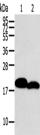 Anti-Human/Mouse/Rat MYL2 Antibody - ABMIUM