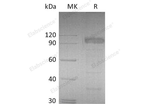> 90 % as determined by reducing SDS-PAGE.