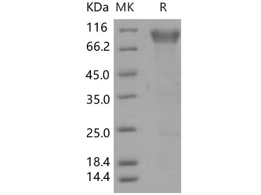 > 90 % as determined by reducing SDS-PAGE.