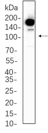 Anti-Human/Mouse/Rat Met Antibody [B1096]