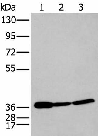 Western blot analysis of 293T and Hela cell lysates using P2RY11 Polyclonal Antibody at dilution of 1:250