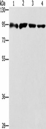 Western blot analysis of 293T cells Jurkat cells Raji cells hela cells using ZBTB10 Polyclonal Antibody at dilution of 1:1000