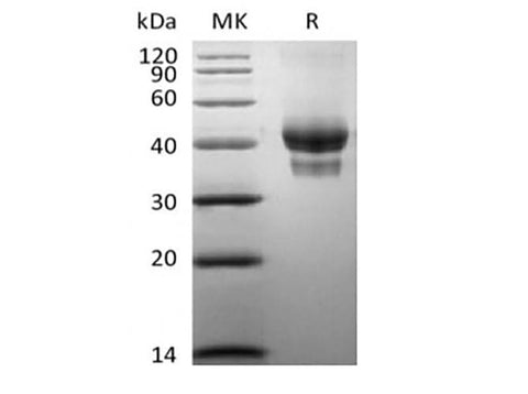 > 85 % as determined by reducing SDS-PAGE.
