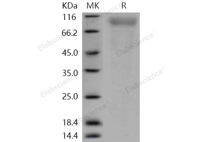 > 92 % as determined by reducing SDS-PAGE.