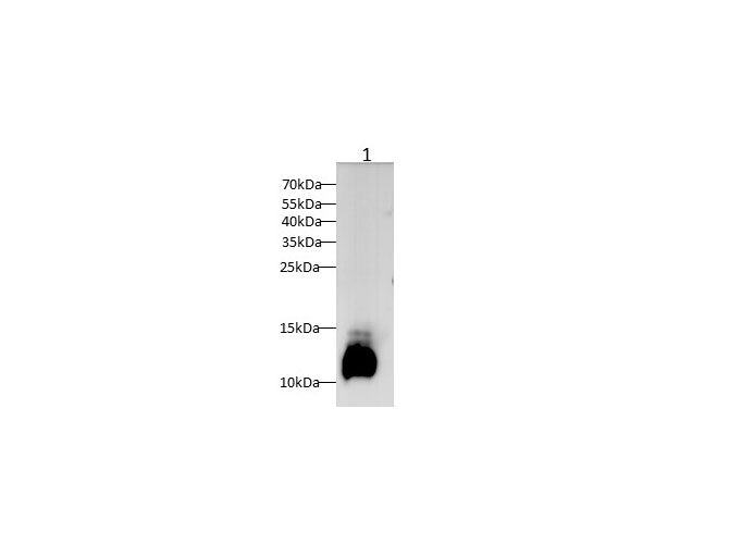 Anti-Mouse C3 Antibody - ABMIUM