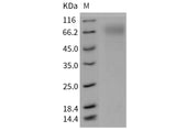 > 90 % as determined by reducing SDS-PAGE.
