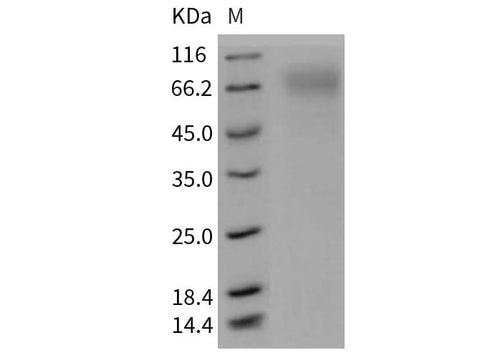 > 90 % as determined by reducing SDS-PAGE.