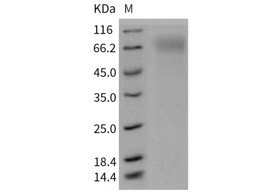 > 90 % as determined by reducing SDS-PAGE.