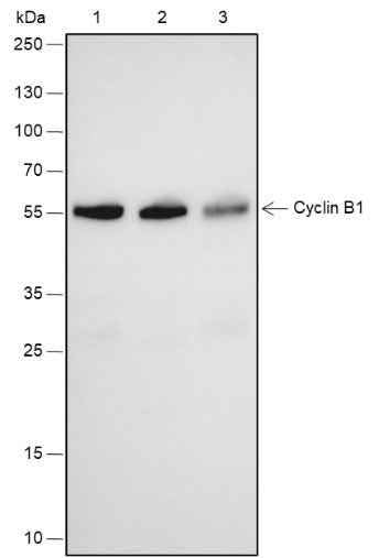 Anti-Human Cyclin B1 Antibody [A546] - ABMIUM