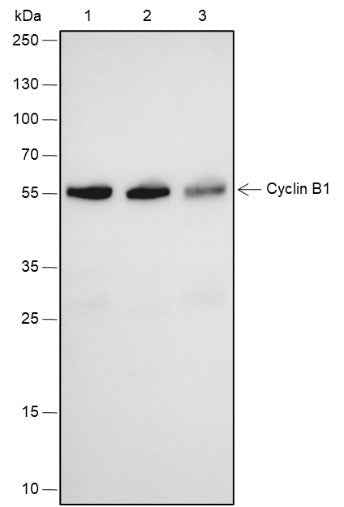 Anti-Human Cyclin B1 Antibody [A546]
