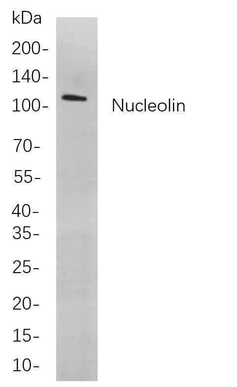 Anti-Human/Mouse Nucleolin Antibody [B713] - ABMIUM
