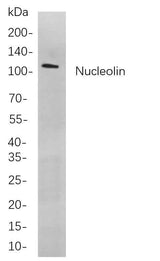Anti-Human/Mouse Nucleolin Antibody [B713]