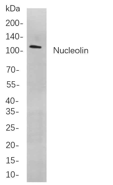 Anti-Human/Mouse Nucleolin Antibody [B713]