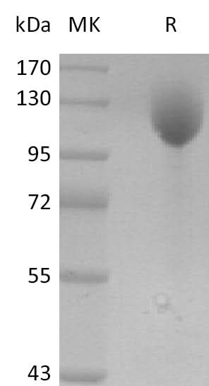 Recombinant Mouse P-selectin/CD62P Protein (Fc Tag) - ABMIUM