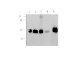 Anti-Human/Mouse/Rat CST3 Antibody - ABMIUM